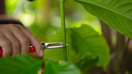 Grafting coffee shoots is a technique used to propagate coffee plants by joining a shoot from a...
