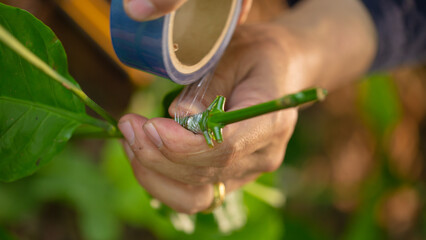 Grafting coffee shoots is a technique used to propagate coffee plants by joining a shoot from a...