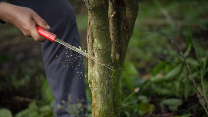 Pruning coffee trees and maintenance for coffee trees in Coffee farms promote healthy growth and...