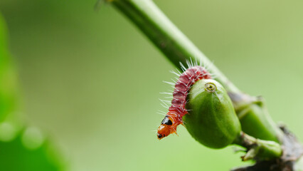 coffee stem borer. Diseases and pests affecting coffee plants.