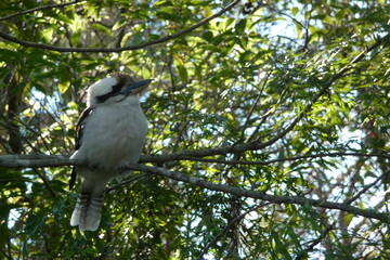 Kookaburra enjoying the sun.