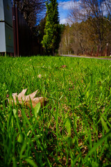 A young spring lawn