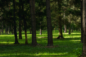 A beautiful spring forest in the sunset