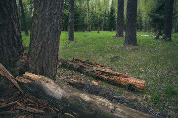 A beautiful spring forest in the sunset