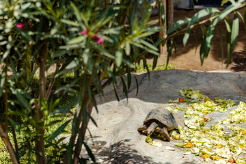 Tortoise Feeding in the Garden