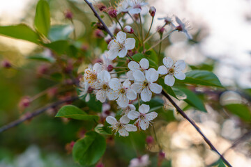 Beautiful background with cherry blossoms