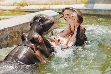 Close-Up Shot of Hippos in Water
