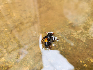 Photography of the Vespa Affinis or Big Banded Wasp. standing on wet wood