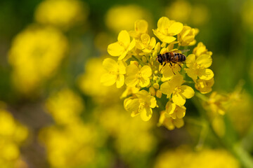 菜の花とミツバチ2