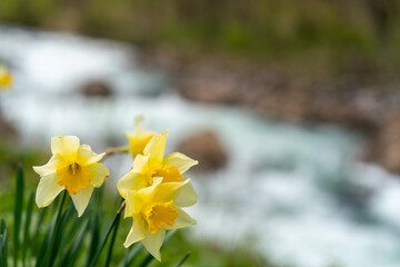 川べりのスイセン