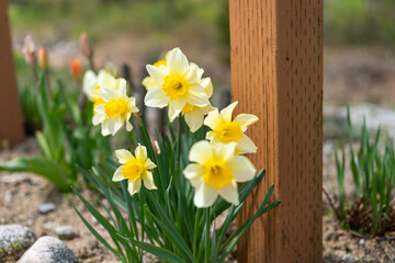 川べりのスイセン2