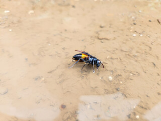 Photography of Vespa Affinis or Big Banded Wasp. stuck on the water