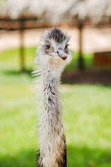 Close-Up of an Ostrich