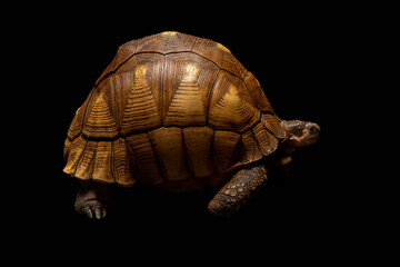 The Angonoka Tortoise (Astrochelys yniphora) is the rarest tortoise species in the world.  It is...