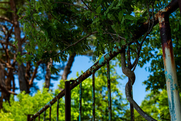 手すりに巻き付いた枝葉