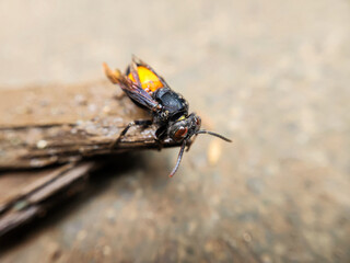 Photography of the Vespa Affinis or Big Banded Wasp. standing on wet wood
