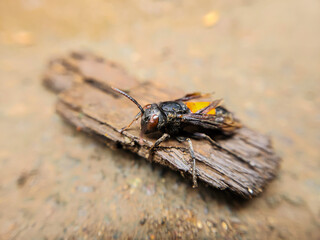 Photography of the Vespa Affinis or Big Banded Wasp. standing on wet wood