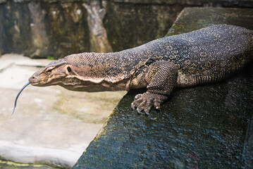 a lizard that is sunbathing and waiting for its prey to approach
