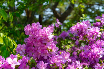 咲き誇るヤマツツジ
