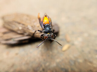 Photography of the Vespa Affinis or Big Banded Wasp. standing on wet wood