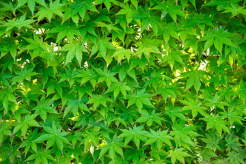 視界を遮るイロハモミジ