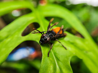 Photography of Vespa Affinis or Big Banded Wasp. who was silent on the green leaves