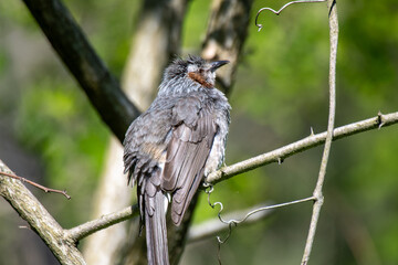 親離れのヒヨドリ