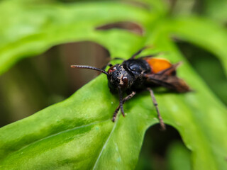 Photography of Vespa Affinis or Big Banded Wasp. who was silent on the green leaves