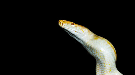 White Snake Against Dark Backdrop