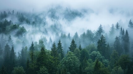 Foggy morning in the mountain forest 