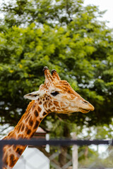 Close up of Giraffe Amongst Verdant Leaves