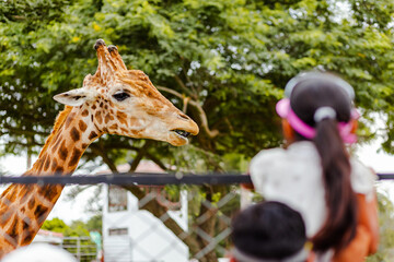 Giraffe’s Majestic Presence in Zoo