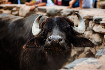 Close-Up of Water Buffalo at Petting Zoo