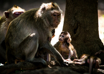 mother and macaque