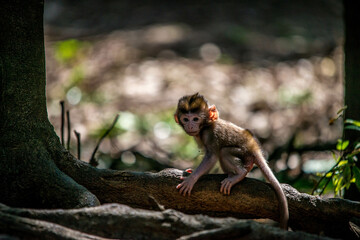 leopard walking in the forest