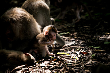 mother and macaque