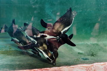 Underwater Dynamics Penguins in Artificial Habitat