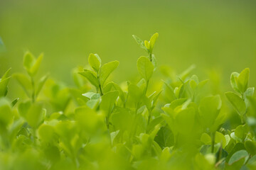 natural green color background. Euonymus japonica , boxwood hedge	