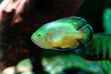 Aquatic Elegance in the Aquarium among several colorful fish