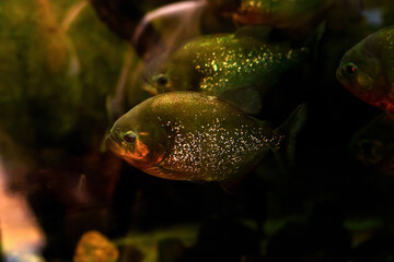 Closeup of piranhas in the zoo aquarium.