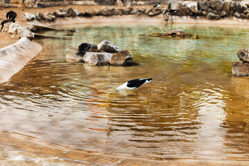 Seagulls Enjoying a Swim in Natural Habitat