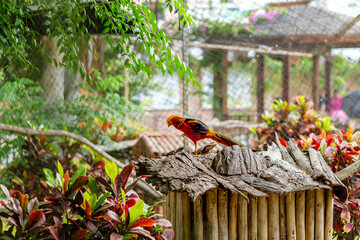 a golden pheasant .in the zoo