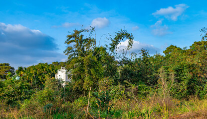 Green tree field with small house against blue sky.