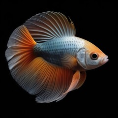 Fototapeta premium betta fish Double Tail or Double Tail Betta
