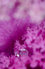 The purple ornamental cabbage in the macro photo creates a nice texture