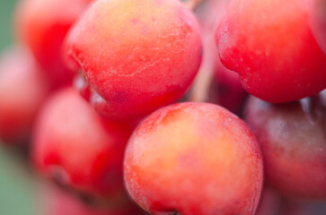 An orange rowan berries on a macro photo