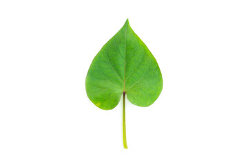 Green Leaf in shape of heart isolated on white background, Green leaves