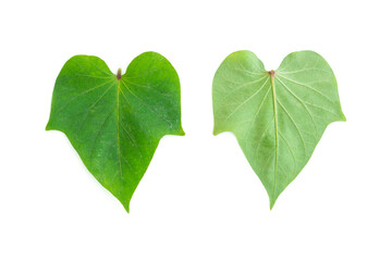 Green Leaf in shape of heart isolated on white background, Green leaves