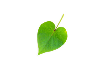 Green Leaf in shape of heart isolated on white background, Green leaves