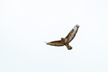 Birds of prey - Common Buzzard (Buteo buteo) isolated on white background